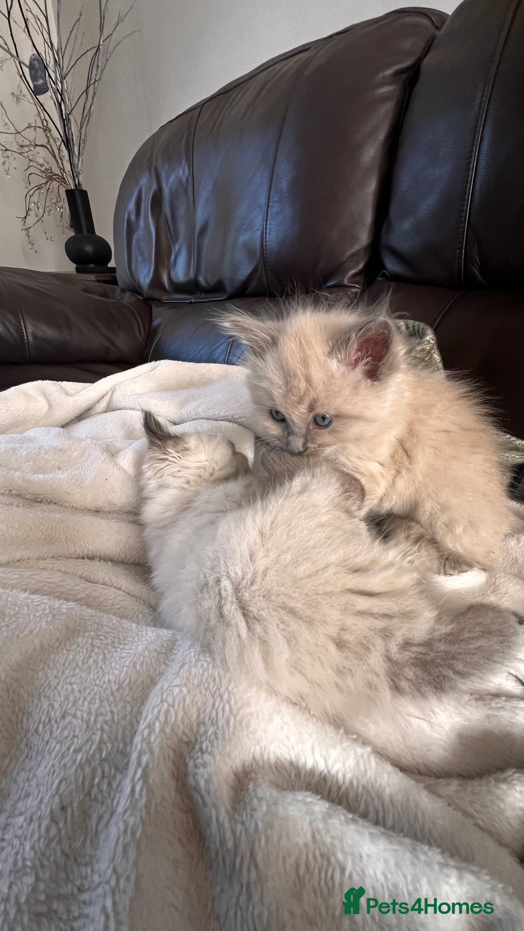 Ragdoll cats for sale: Ragdoll kittens - Image 2