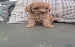 Miniature Poodle dogs for sale: KC Fox Red Miniature Poodle Boys - Image 17