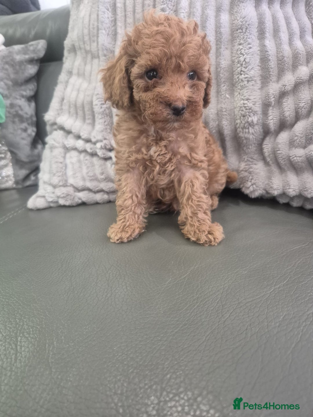 Miniature Poodle dogs for sale: KC Fox Red Miniature Poodle Boys - Image 17