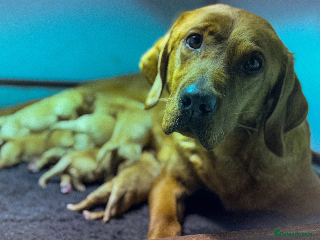 Labrador Retriever dogs for sale: Deep Red Quality Labrador Puppies - Advert 4