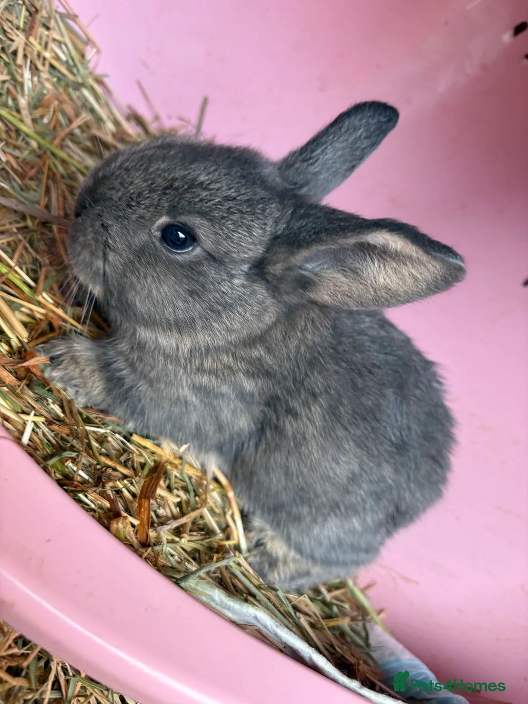 Mini Lop rabbits for sale: 7 Beautiful Mini Lops  - Advert 3