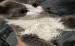 British Longhair cats for sale: british long hair  - Image 5