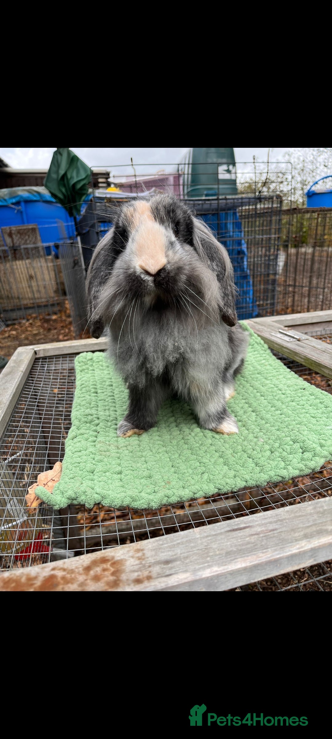 Mini Lion Lop rabbits Lionlop buck sale - Advert 8