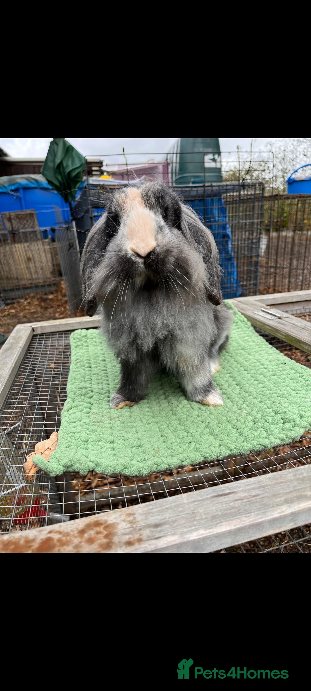 Mini Lion Lop rabbits for sale: Lionlop buck sale - Advert 1