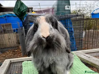 Mini Lion Lop rabbits Lionlop buck sale - Advert 8