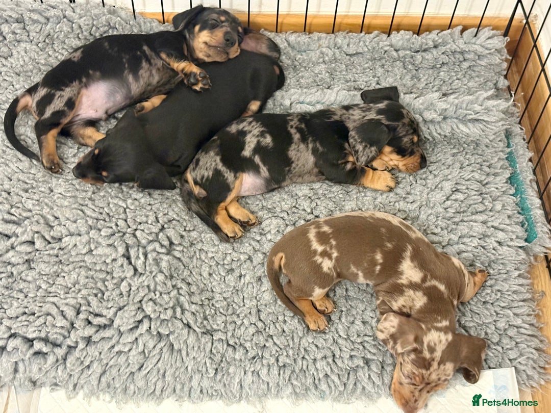 Miniature Dachshund dogs for sale: READY NOW - 2 boys left - KC registered  - Image 4