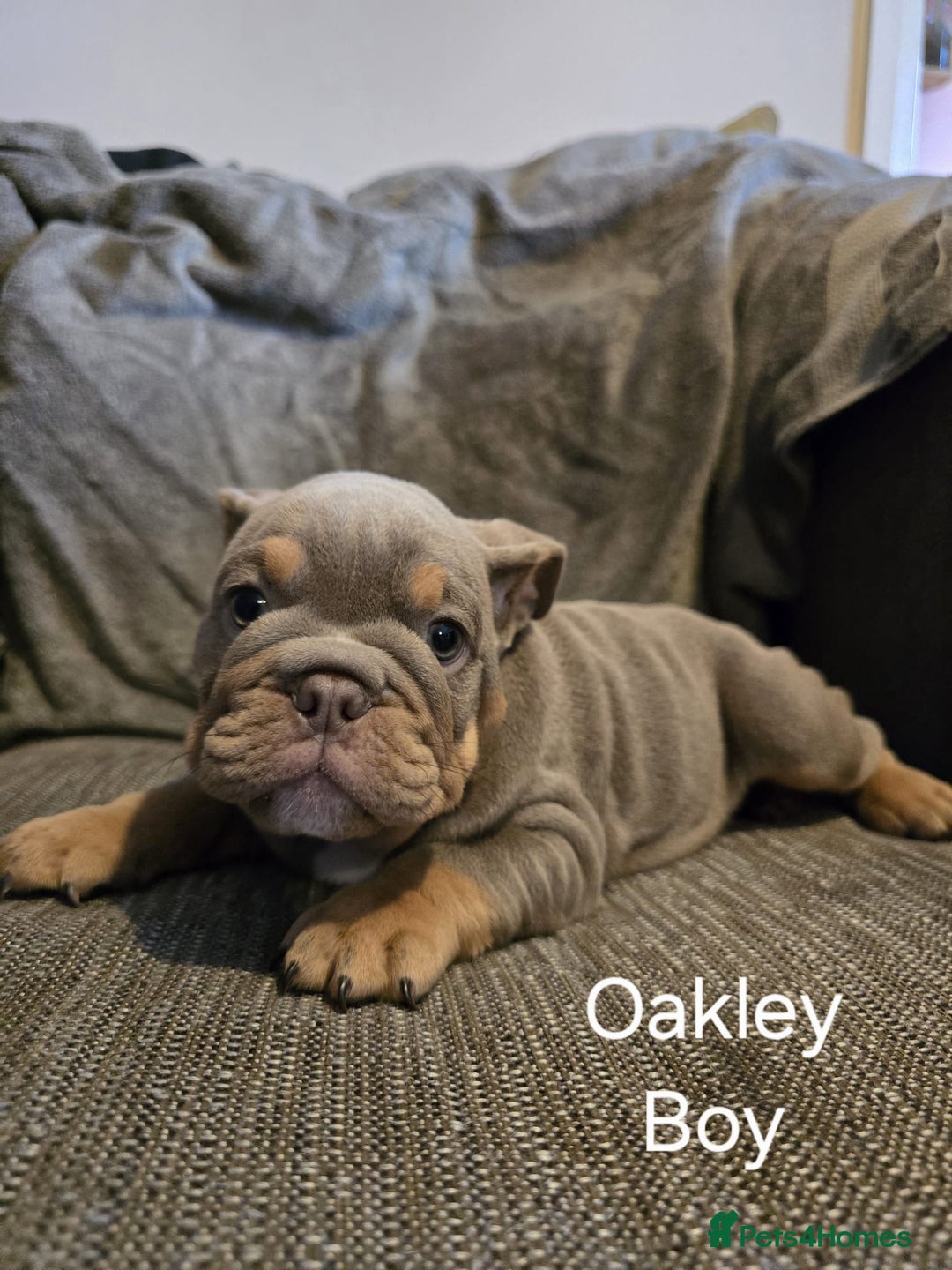 Mixed Breed dogs for sale: Tri English bulldog French mix (frenglish) - Image 5