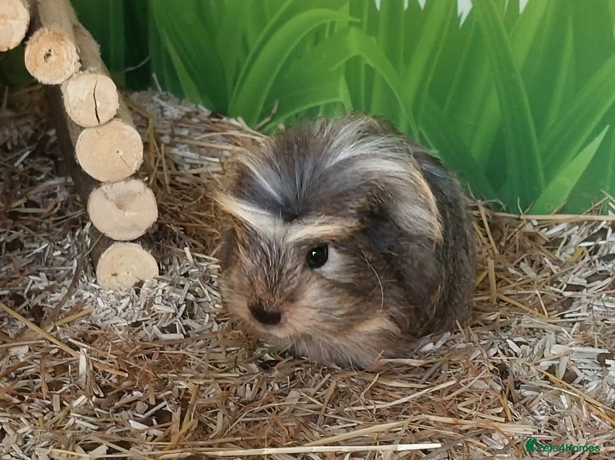 Guinea Pig rodents Sheltie Guinea Pig baby sow - Advert 2