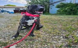 Mixed Breed dogs for adoption: A Beautiful and Gentle Girl - for a Loving Home - Image 35
