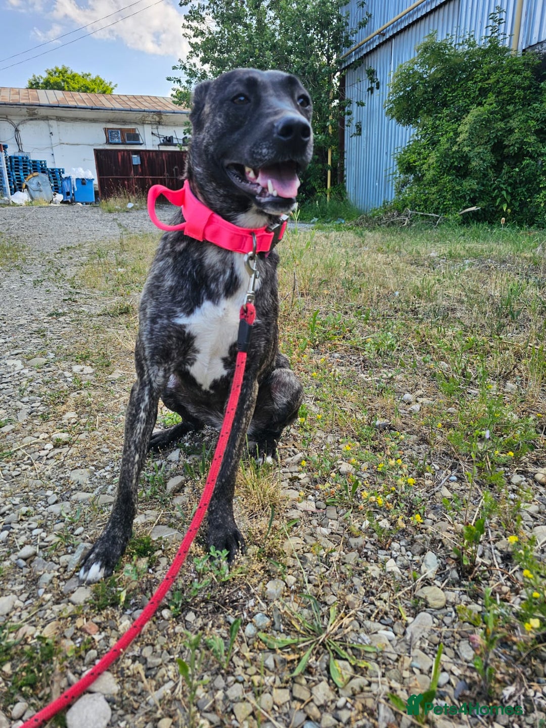 Mixed Breed dogs for adoption: A Beautiful and Gentle Girl - for a Loving Home - Image 35