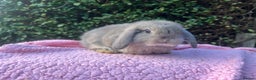 Mini Lop rabbits for sale: Mini Lops and mini double manned lionhead  - Advert 7