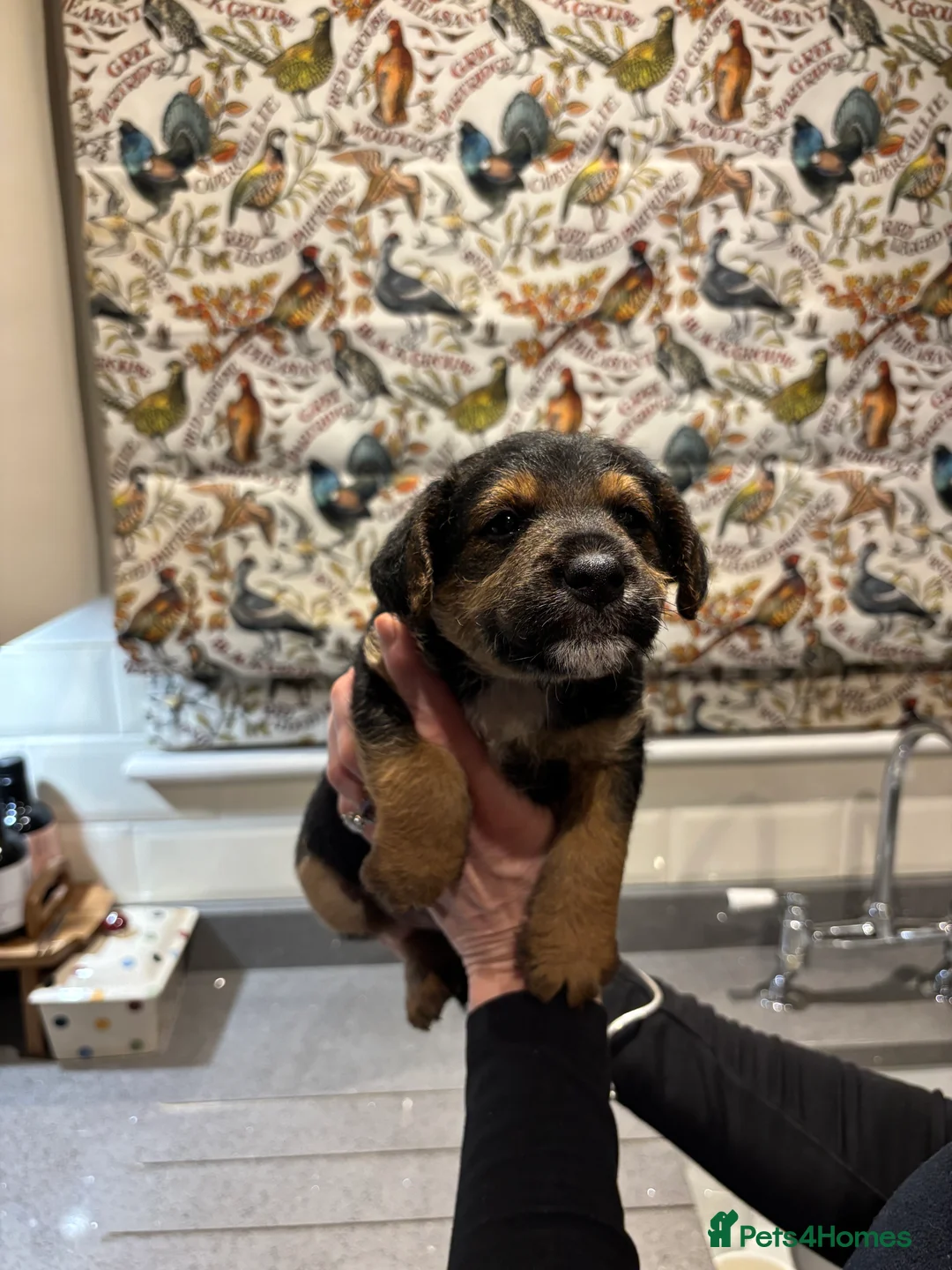 Mixed Breed dogs for sale: Gorgeous male puppies! Welsh Terrier x Jack Russel - Advert 3