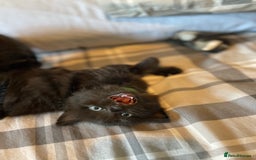 Mixed Breed cats for sale: Stunning kittens - Image 7