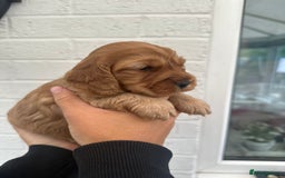 Cockapoo dogs for sale: STUNNING GOLDEN F2 COCKAPOOS - Image 10
