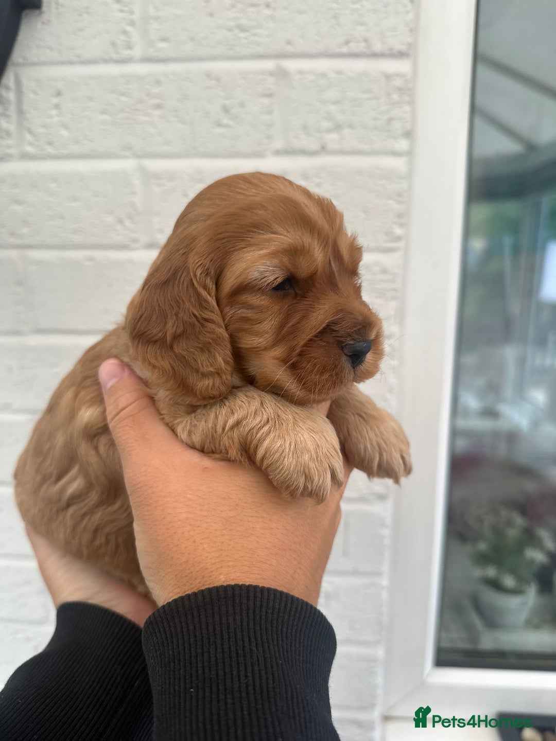 Cockapoo dogs for sale: STUNNING GOLDEN F2 COCKAPOOS - Image 10