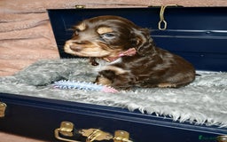 Cocker Spaniel dogs for sale: STUNNING LITTER OF KC SHOW COCKER SPANIEL PUPS!  - Image 13