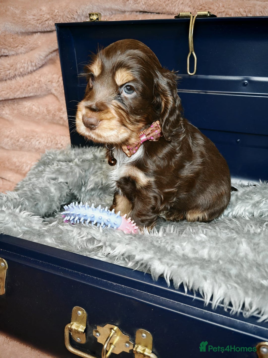 Cocker Spaniel dogs for sale: STUNNING LITTER OF KC SHOW COCKER SPANIEL PUPS!  - Image 13