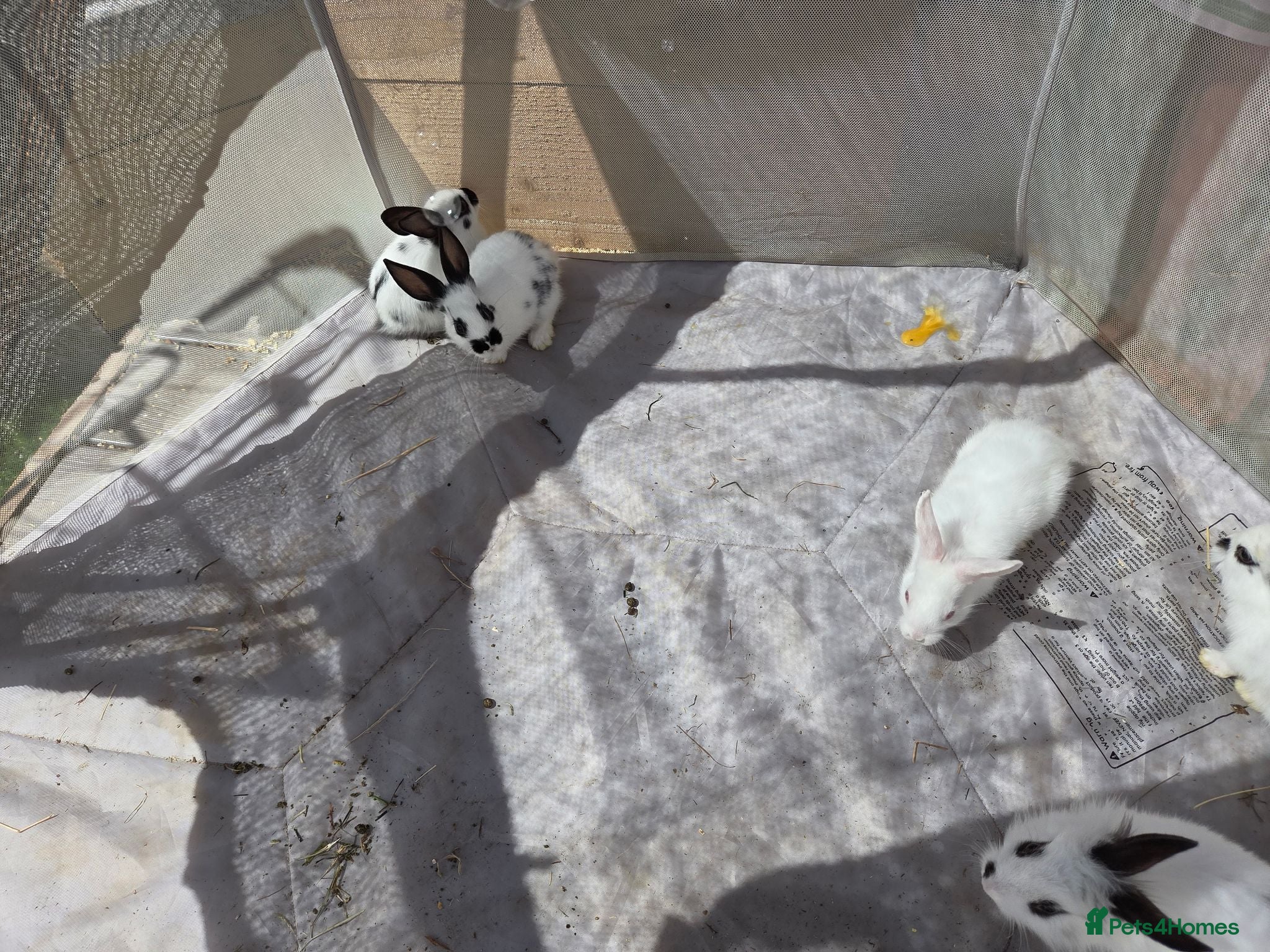Lionhead rabbits Lion head cross *sold in pairs ☆£70 per pair☆ - Advert 1