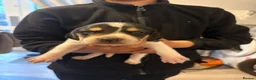 Beagle dogs for sale: Beagle pups in Bradford - Advert 12