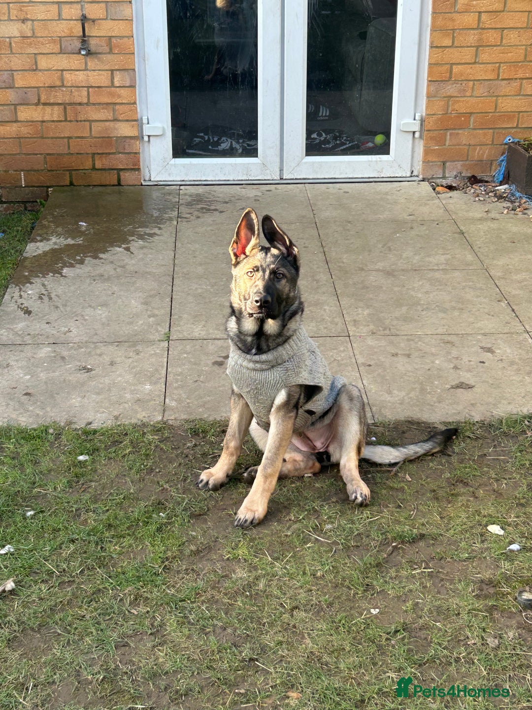 German Shepherd dogs for sale: Sasha the Shepard  - Advert 1