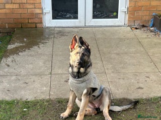 German Shepherd dogs Sasha the Shepard - Advert 3