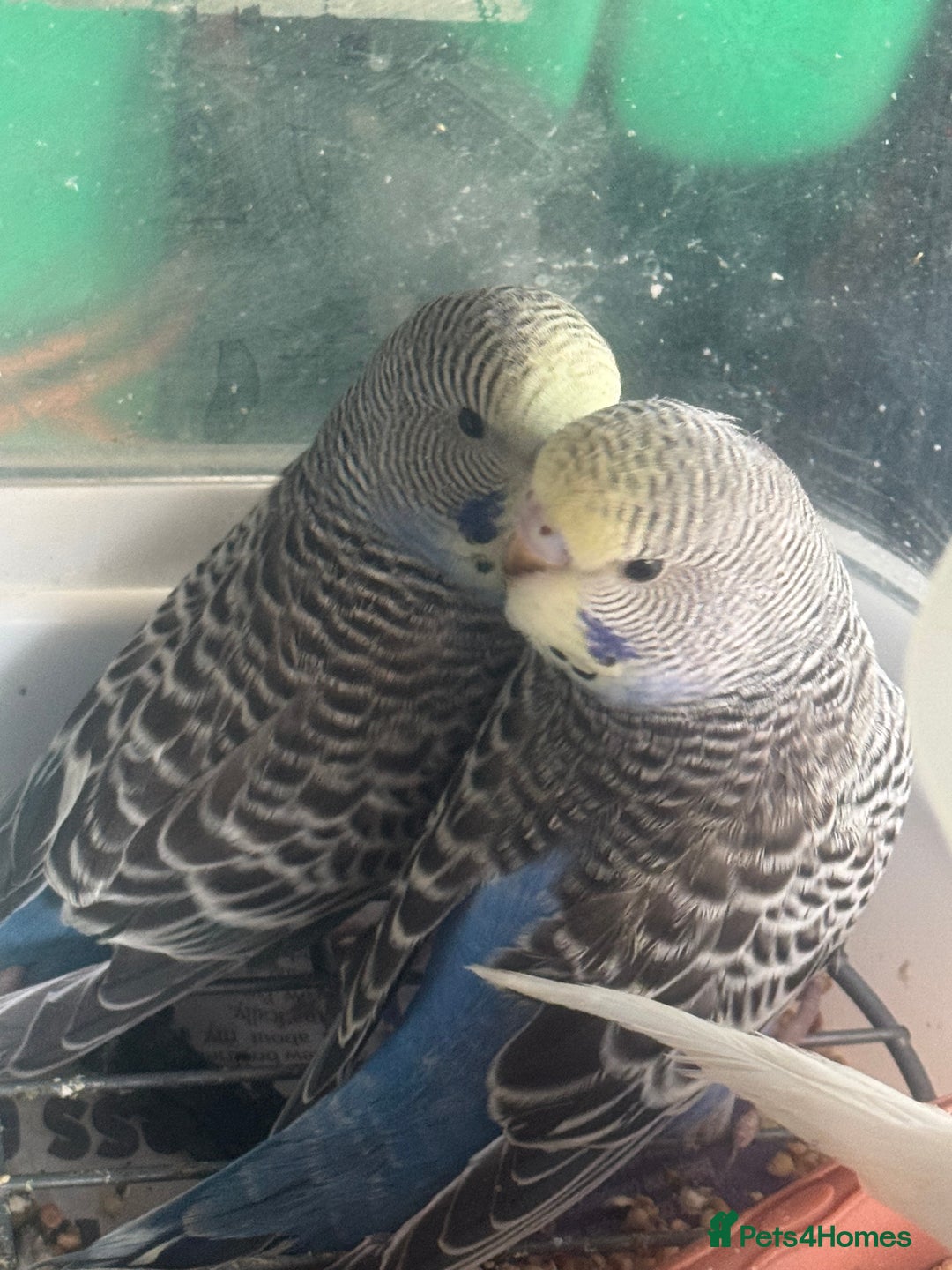Budgerigars birds for sale: 6 baby budgies for sale  - Image 12