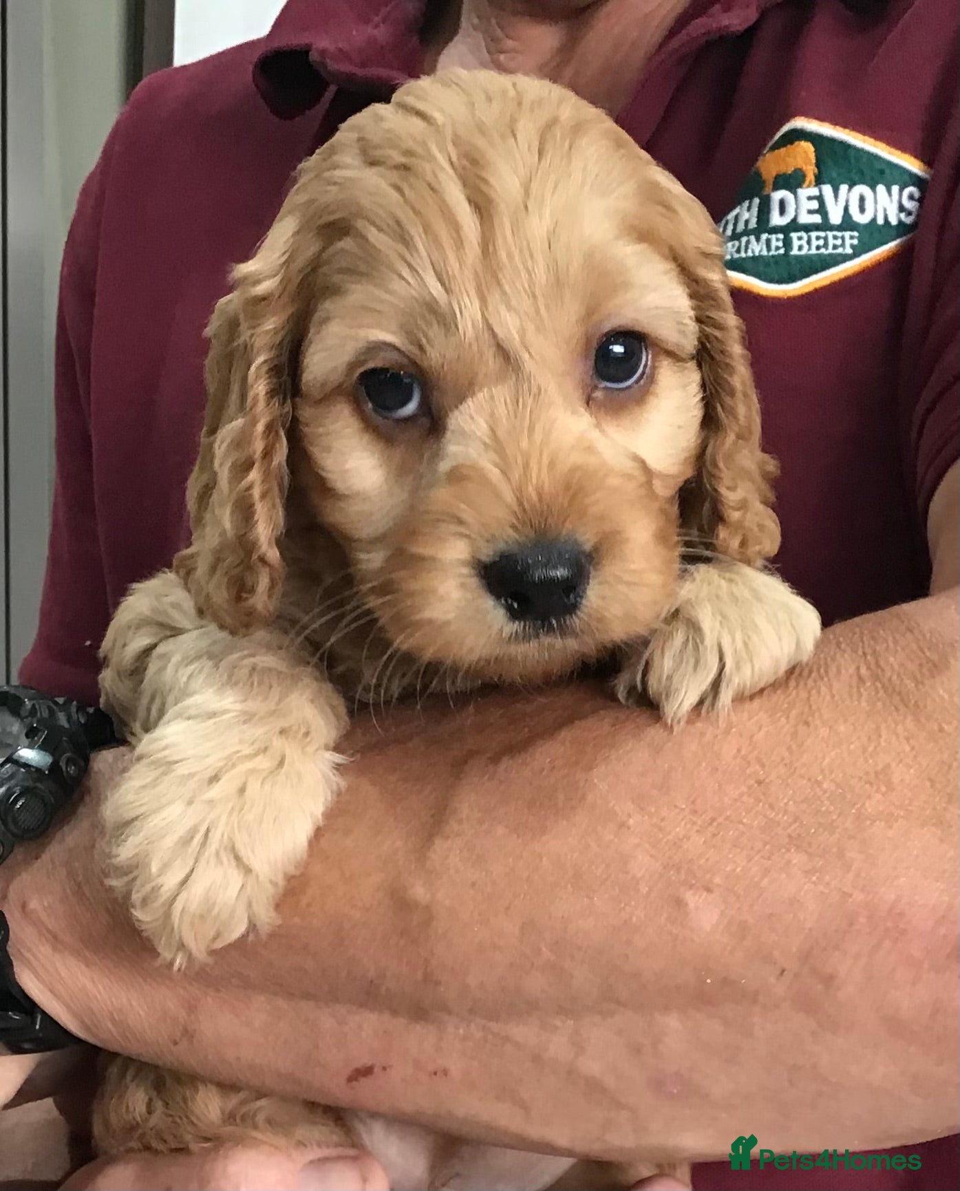 Cockapoo dogs Quality Healthy Mini Cockapoo Puppies - Advert 2
