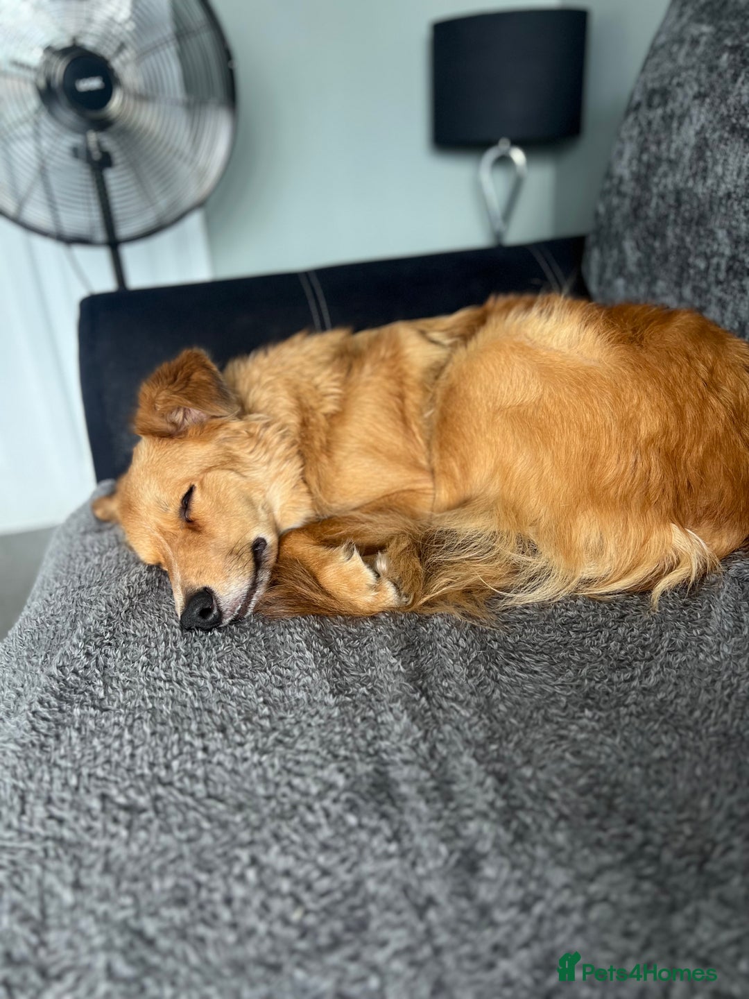 Border Collie dogs for sale: Cooper & Peach  - Image 1
