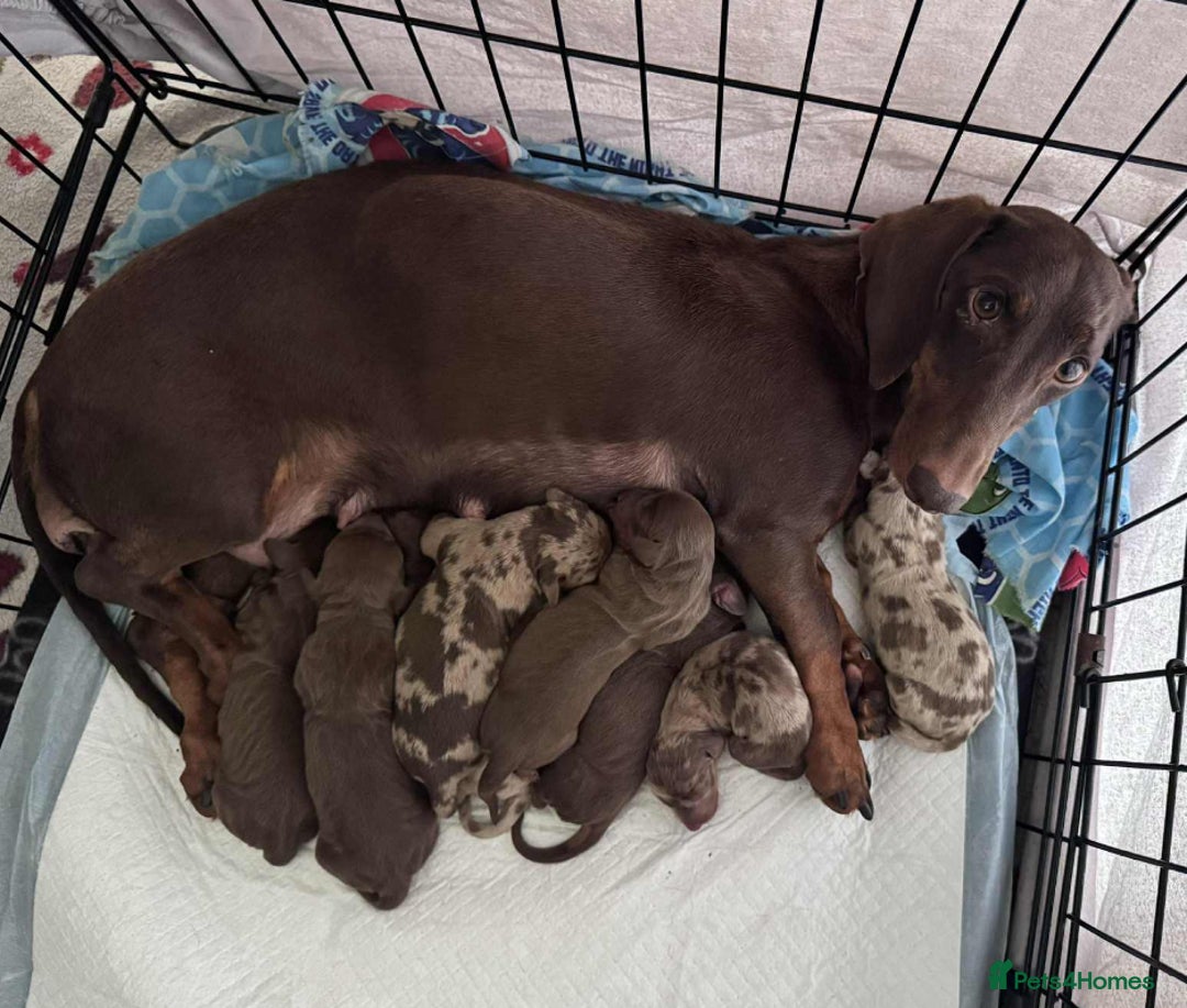 Miniature Dachshund dogs for sale: 🐾READY NOW-1 Boy 🐾 KC Miniature Dachshund  - Advert 10