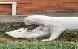 Lurcher dogs for sale: White Lurchers  - Image 5