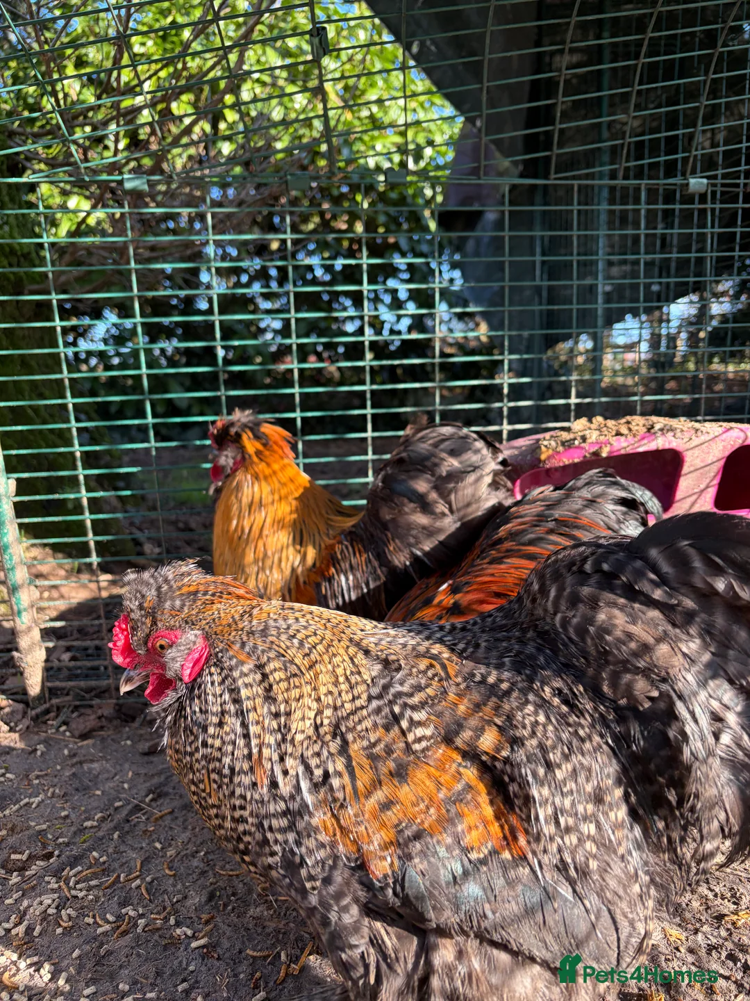 Chickens poultry for sale: Pekin and silkie roosters - Advert 1
