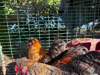 Chickens poultry Pekin and silkie roosters - Advert 8