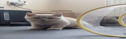 British Shorthair cats for sale: British Shorthair Healthy Vaccinated Microchipped  - Advert 9