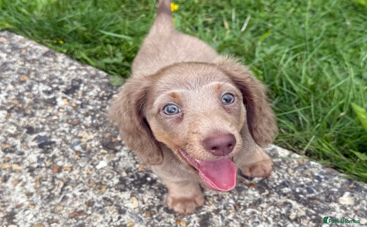 Miniature Dachshund dogs - Advert 2