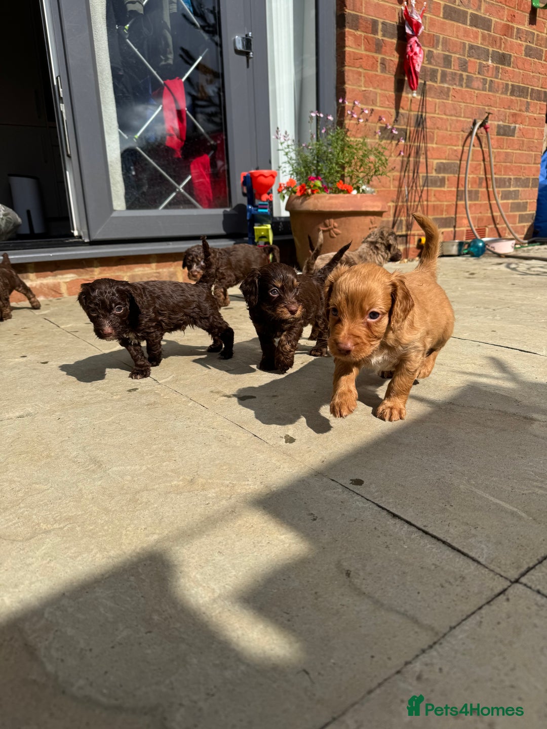 Cockapoo dogs for sale: Merle, Tri& Chocolate f2 Cockapoos (8boys 3girls!) - Image 17