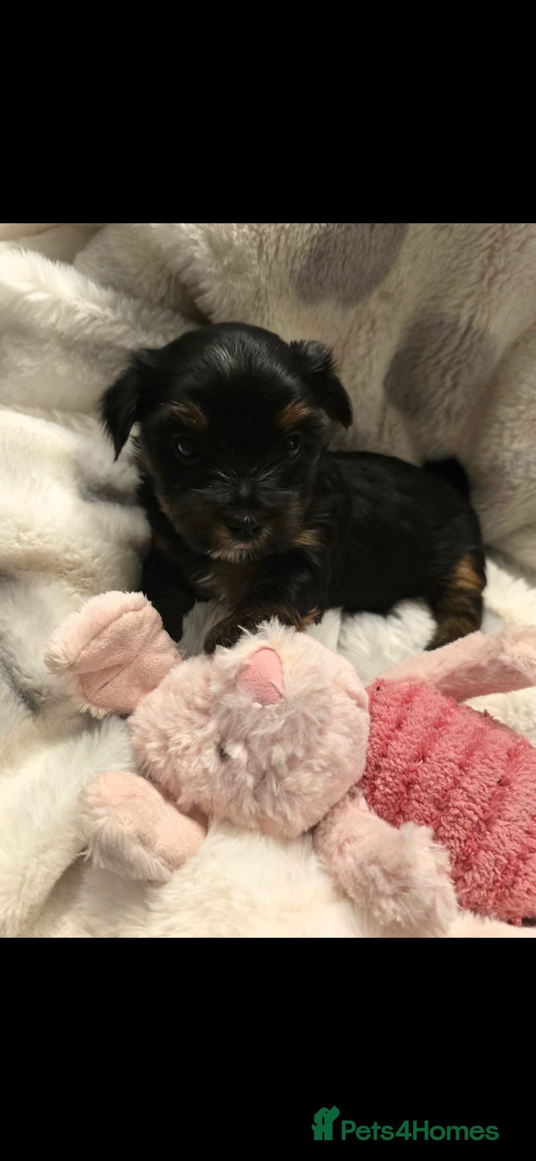 Yorkshire Terrier dogs for sale: Yorkshire terrier mini  - Advert 8