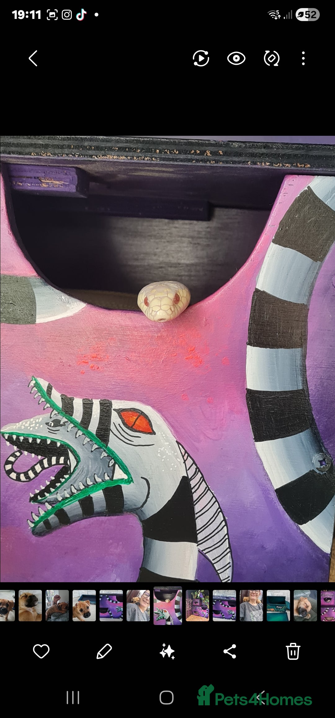 King Snake reptiles for sale: Cali kingsnake with full set up - Advert 6