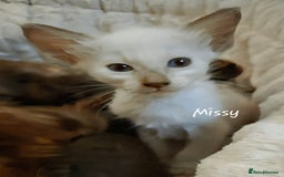 Oriental cats for sale: Beautiful GCCF registered Oriental Longhair girls - Image 4