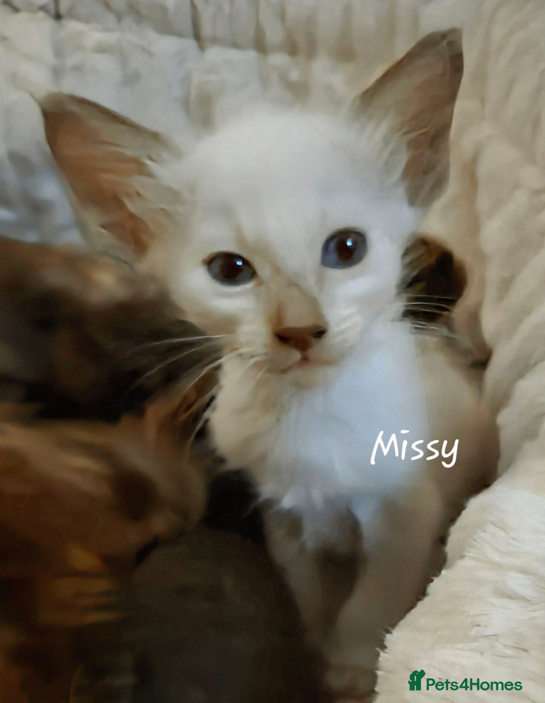 Oriental cats for sale: Beautiful GCCF registered Oriental Longhair girls - Image 4