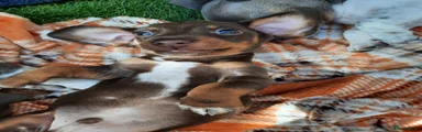 Miniature Dachshund 1