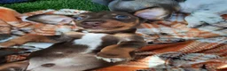 Miniature Dachshund dogs for sale: Beautiful litter of miniature dachshunds.9weeksold - Advert 26