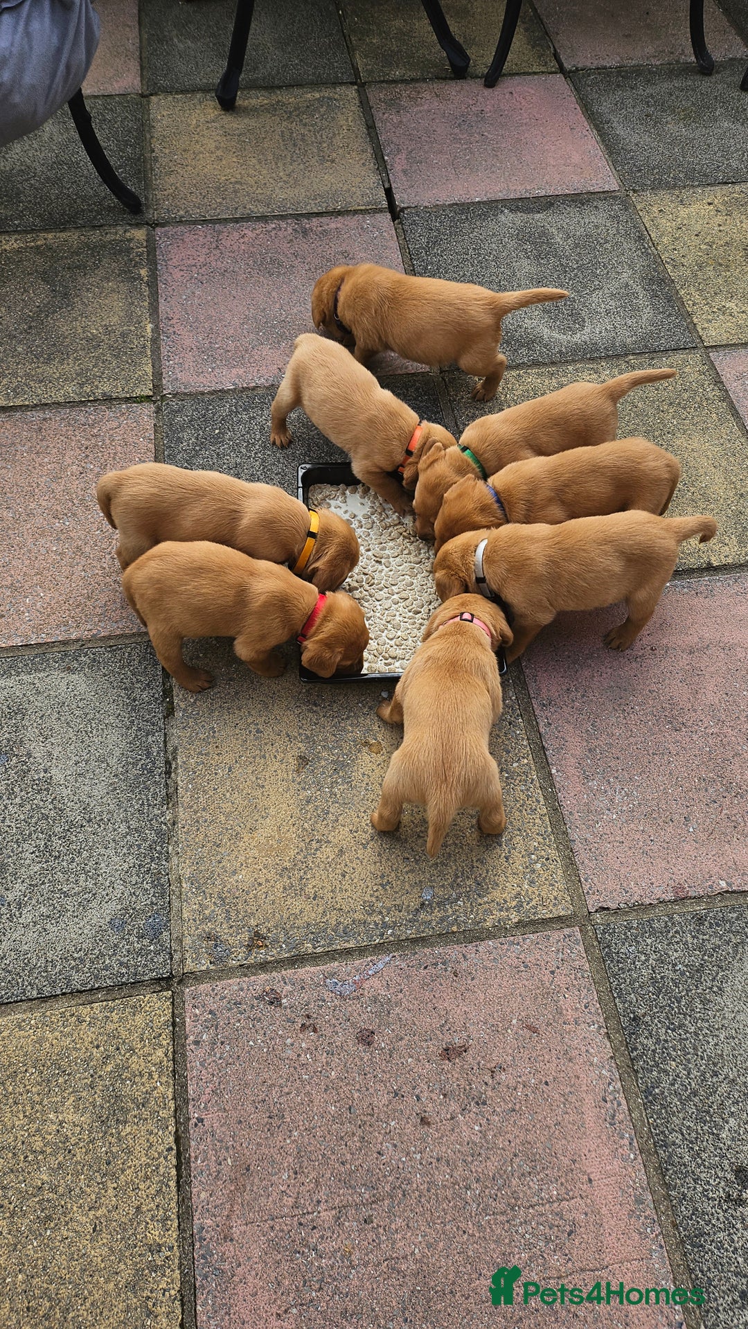 Labrador Retriever dogs for sale: Stunning fox red labrador puppies for sale - Image 10