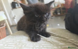 Mixed Breed cats for sale: 4 wonderful kittens, tabby and cute - Image 2