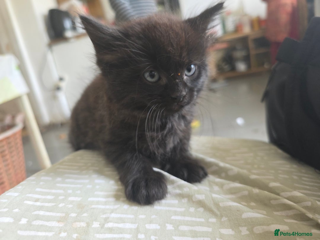 Mixed Breed cats for sale: 4 wonderful kittens, tabby and cute - Image 2