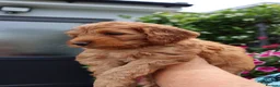 Cockapoo dogs for sale: Stunning F1 puppies Champions Bloodlines  - Advert 15
