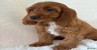 Cockapoo dogs - Advert 8
