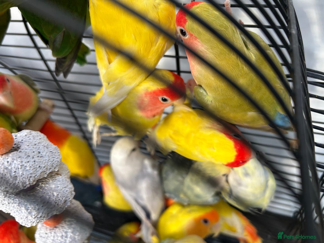 Lovebirds birds for sale: Love Birds for sale, all in good health  - Advert 4