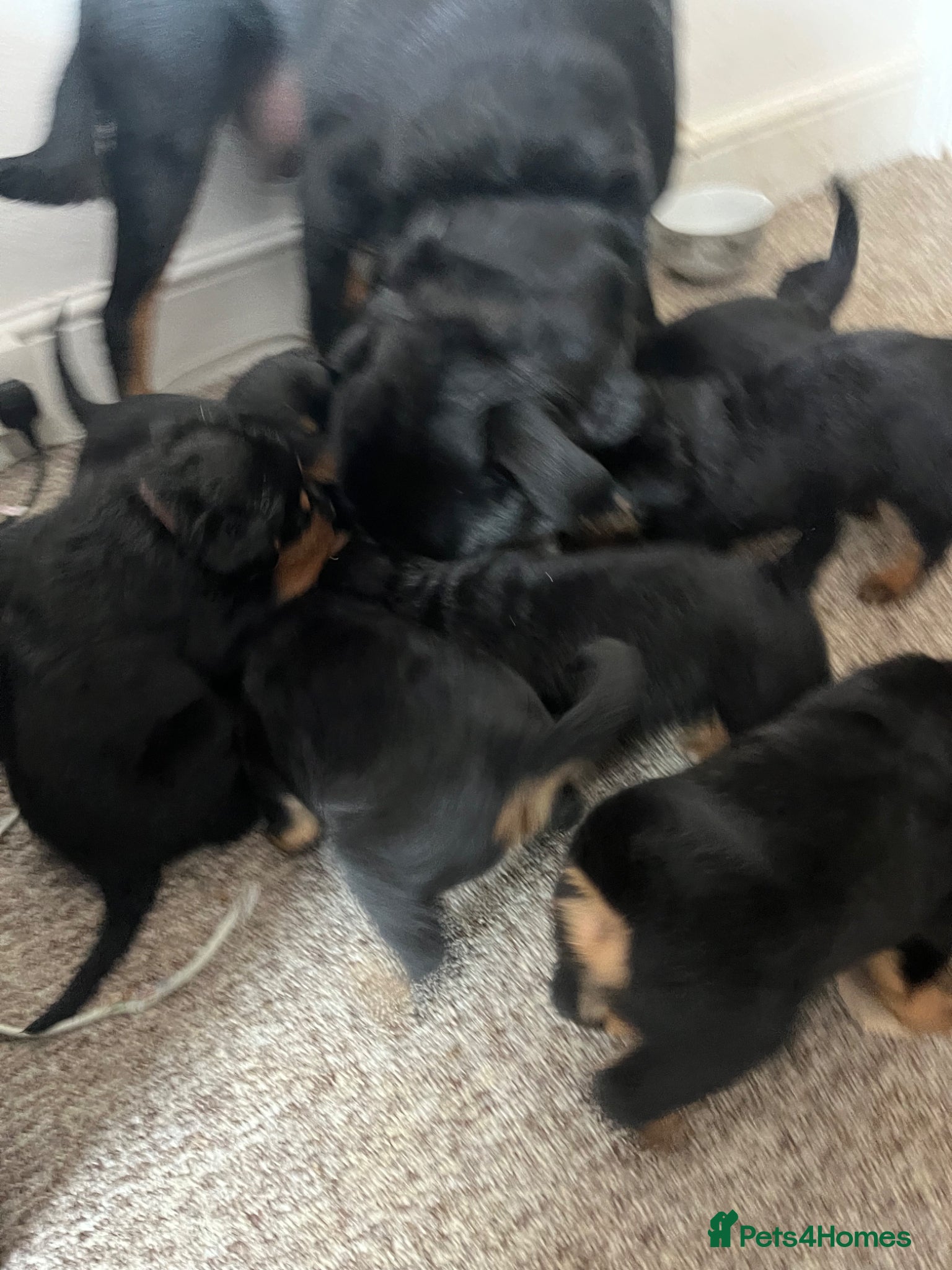 Rottweiler dogs for sale: Beautiful Chucky rottie pups - Advert 7