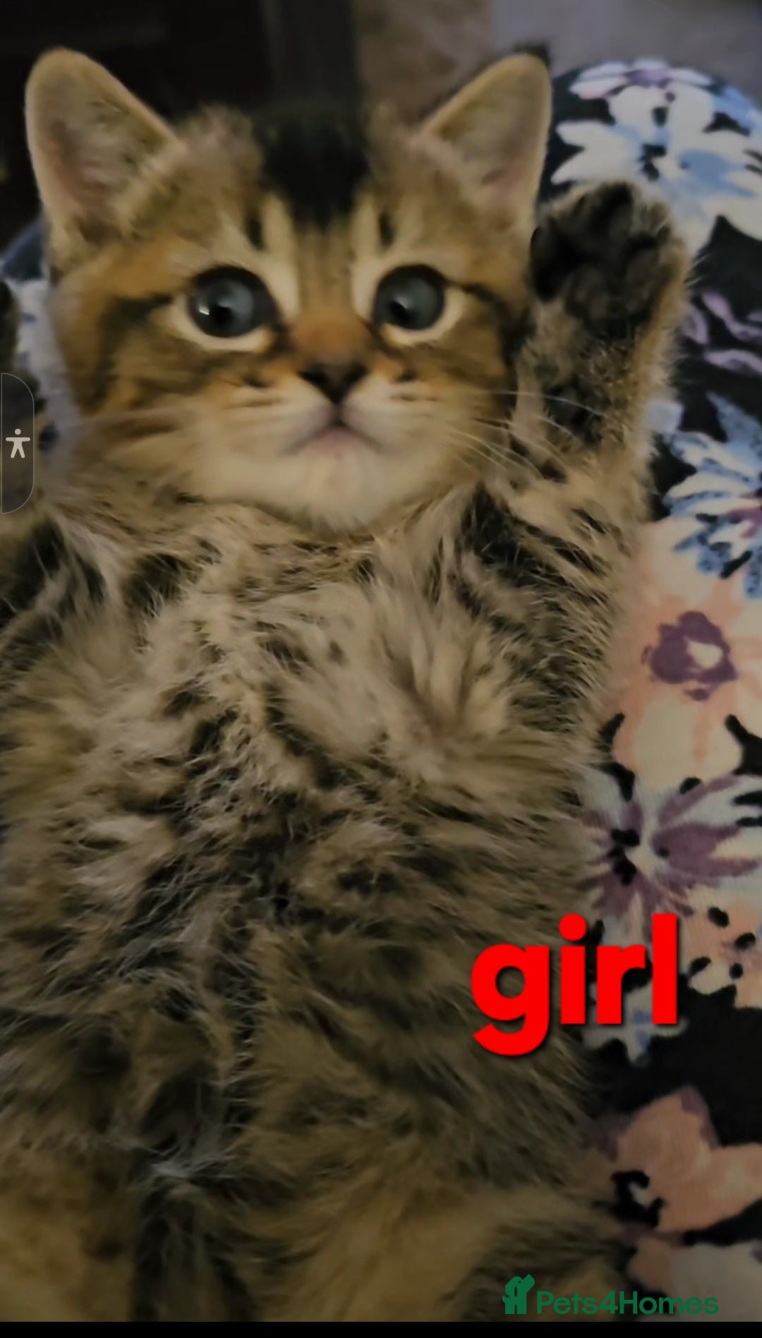 Scottish Fold cats for sale: Beautiful Scottish fold/straight ears kittens 😸  - Image 5