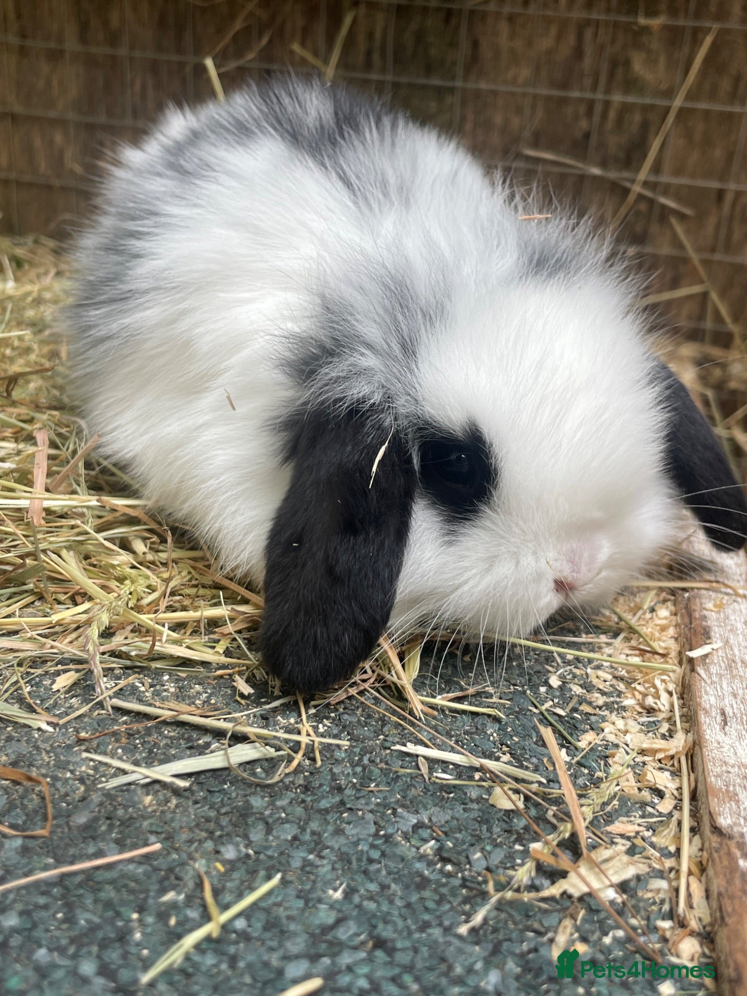 Mini Lop rabbits Beautiful mini lop babies  - Advert 13